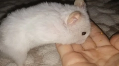 Cum de a îmblânzi un hamster la mână